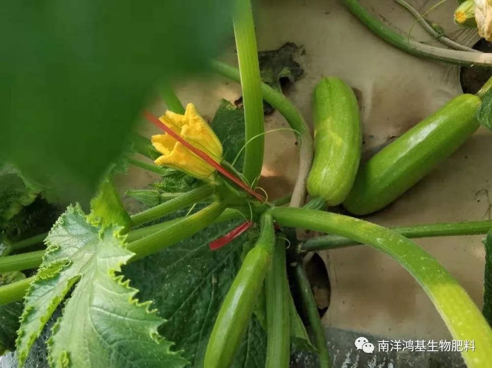 增產(chǎn)60%?。?！秘訣速看