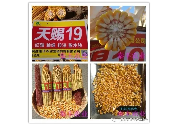 “疫”情 保春耕 山東農技協開展“優(yōu)質農資下鄉(xiāng) 綠色產品進城”服務活動