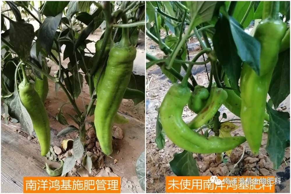 最新捷報(bào)！辣椒豐產(chǎn)高收益