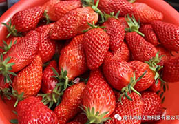 【南洋鴻基】他的草莓連續(xù)三年賣出高價！管理秘訣在這里——